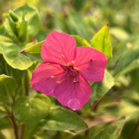 Oenothera kunthiana